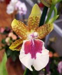 Орхидея Miltonia hybrid  
