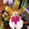 Орхидея Miltonia hybrid (отцвела)