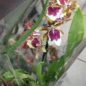 Орхидея Miltonia hybrid (отцвела)