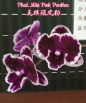 Орхидея Phalaenopsis Miki Pink Panther (еще не цвел)