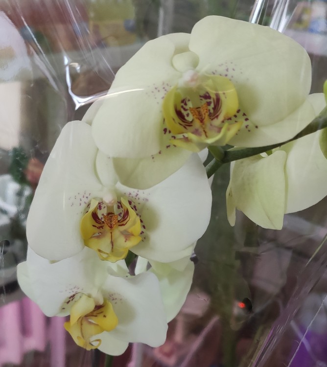 Орхидея Phalaenopsis (отцвёл)  