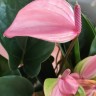 Anthurium Alexia Glorious (деленка без цветов)