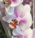 Орхидея Phalaenopsis (отцвёл)  