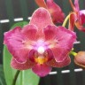 Орхидея Phalaenopsis Miki Fire Eye '905' (отцвел)  