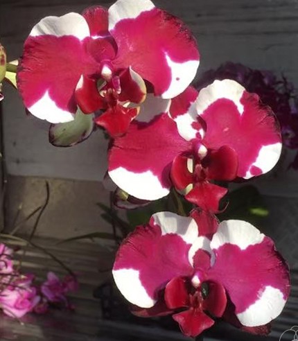Орхидея Phalaenopsis Fuller's Sunshine (отцвел)   