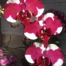 Орхидея Phalaenopsis Fuller's Sunshine (отцвел)   
