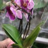 Орхидея Phalaenopsis Sogo Vivien peloric, mini  
