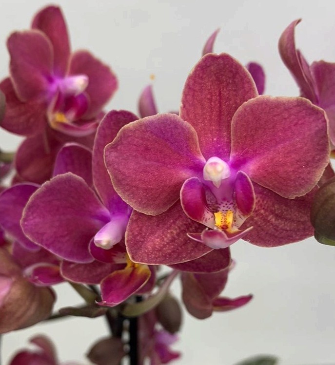 Орхидея Phalaenopsis Perfume Diffusion, multiflora (отцвел)