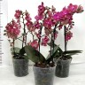 Орхидея Phalaenopsis Perfume Diffusion, multiflora (отцвел)  