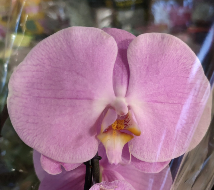 Орхидея Phalaenopsis (отцвёл)