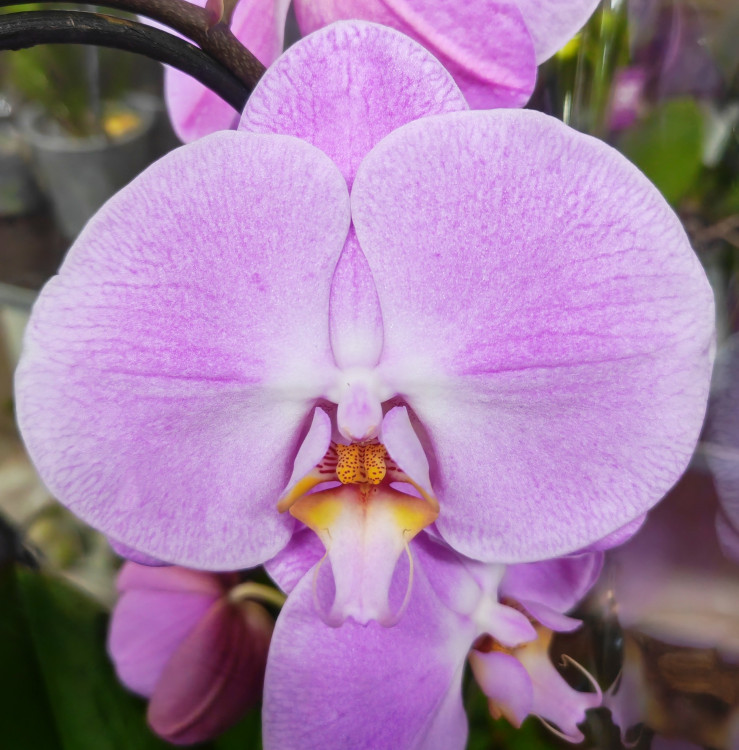 Орхидея Phalaenopsis 