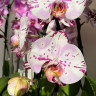 Орхидея Phalaenopsis Emiliya 