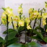 Орхидея Phalaenopsis Golden Treasure, midi (отцвел)