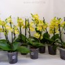 Орхидея Phalaenopsis Golden Treasure, midi (отцвел)