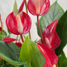 Anthurium Lili red (отцвел)