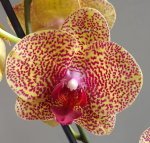 Орхидея Phalaenopsis Dazzle