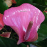 Anthurium Joli & Joli Peach (2 сорта в одном горшке)