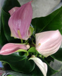 Anthurium Joli & Joli Peach (2 сорта в одном горшке)