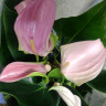 Anthurium Joli & Joli Peach (2 сорта в одном горшке)