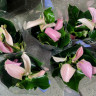 Anthurium Joli & Joli Peach (2 сорта в одном горшке)