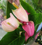 Anthurium Joli & Joli Peach (2 сорта в одном горшке)