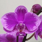 Орхидея Phalaenopsis Queen Beer Splash, multiflora  
