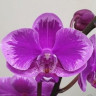 Орхидея Phalaenopsis Queen Beer Splash, multiflora (отцвел)