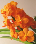 Орхидея Ascocenda Udomchai (еще не цвела)