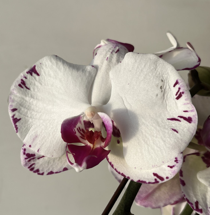 Орхидея Phalaenopsis 