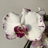 Орхидея Phalaenopsis 