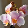 Орхидея Phalaenopsis  Brother Little Amaglad, mini (отцвел)