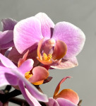 Орхидея Phalaenopsis  Brother Little Amaglad, mini (отцвел)