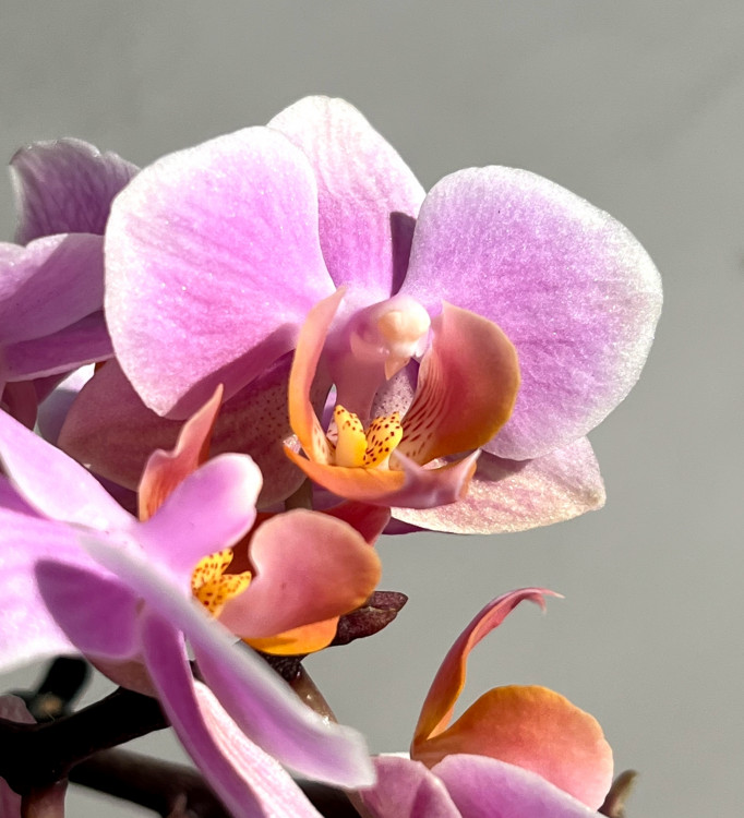 Орхидея Phalaenopsis  Brother Little Amaglad, mini (отцвел)
