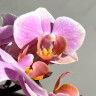 Орхидея Phalaenopsis  Brother Little Amaglad, mini (отцвел)