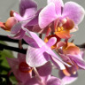 Орхидея Phalaenopsis  Brother Little Amaglad, mini (отцвел)
