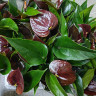 Anthurium Chelsey Chocolate 