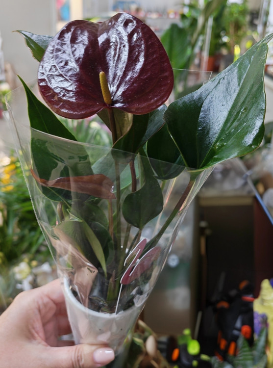 Anthurium Chelsey Chocolate (d-7см, керамика)