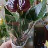 Anthurium Chelsey Chocolate 