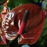 Anthurium Chocolate Beauty