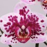 Орхидея Phalaenopsis Innocent, midi (отцвел)