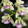Орхидея Sedirea japonica (еще не цвела)  