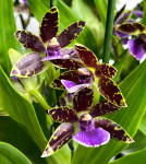Орхидея Zygopetalum 