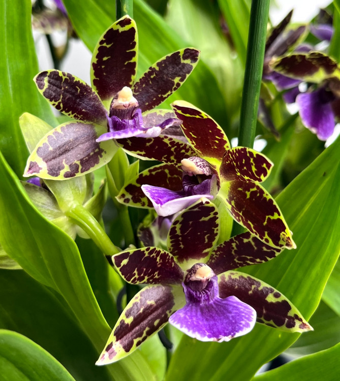 Орхидея Zygopetalum 