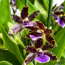 Орхидея Zygopetalum 