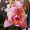 Орхидея Phalaenopsis Ravello peloric