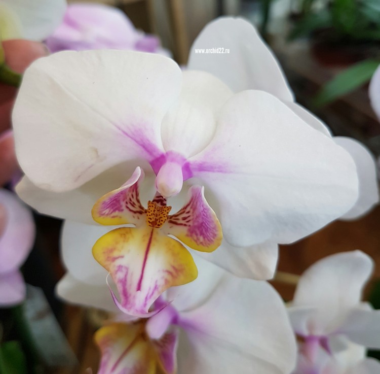 Орхидея Phalaenopsis midi (отцвел)