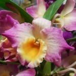 Орхидея Dendrobium nobile (отцвёл, деленка) 