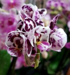 Орхидея Phalaenopsis, multiflora  