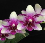 Орхидея Phalaenopsis Jia Ho Summer Love (отцвел) 