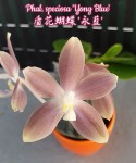 Орхидея Phalaenopsis speciosa 'Yong Blue' (еще не цвел) 